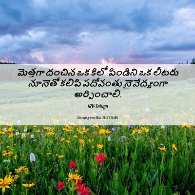 Picture 06 - సంఖ్యాకాండం 28:5 TELIRV - మెత్తగా దంచిన ఒక - Bible Verse Picture