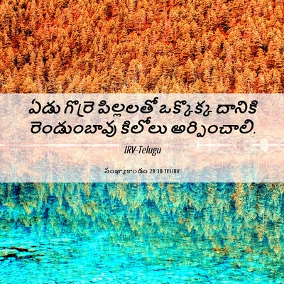 Picture 06 - సంఖ్యాకాండం 29:10 TELIRV - ఏడు గొర్రె - Bible Verse Picture