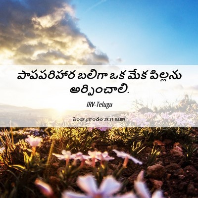 Picture 06 - సంఖ్యాకాండం 29:31 TELIRV - పాపపరిహార బలిగా - Bible Verse Picture