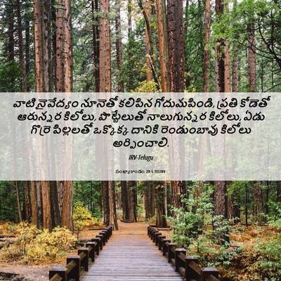 Picture 06 - సంఖ్యాకాండం 29:5 TELIRV - వాటి నైవేద్యం - Bible Verse Picture