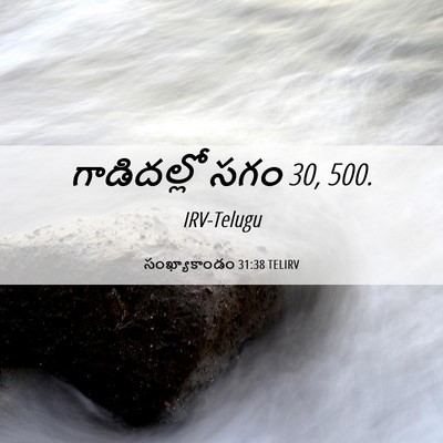 Picture 06 - సంఖ్యాకాండం 31:38 TELIRV - గాడిదల్లో సగం 30, - Bible Verse Picture