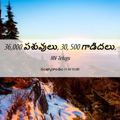 Picture 06 - సంఖ్యాకాండం 31:44 TELIRV - 36,000 పశువులు, 30, 500 - Bible Verse Picture