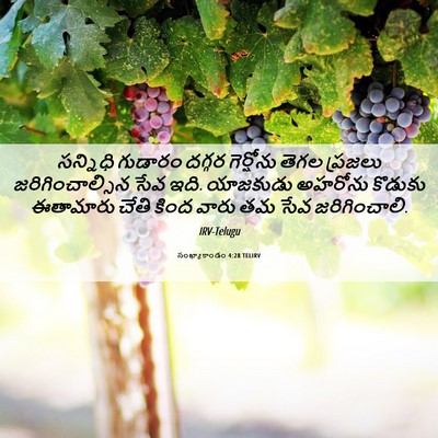 Picture 06 - సంఖ్యాకాండం 4:28 TELIRV - సన్నిధి గుడారం - Bible Verse Picture