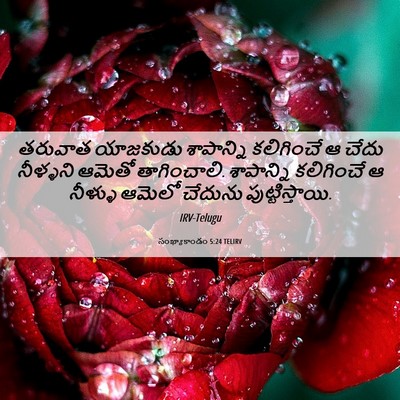 Picture 06 - సంఖ్యాకాండం 5:24 TELIRV - తరువాత యాజకుడు - Bible Verse Picture