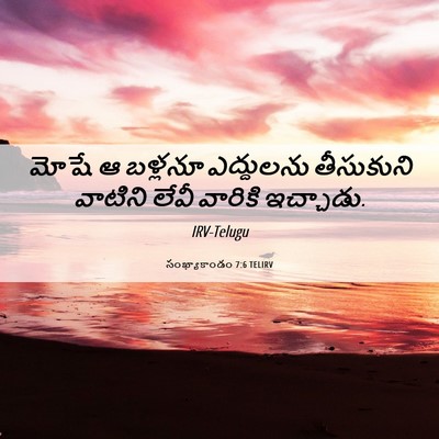 Picture 06 - సంఖ్యాకాండం 7:6 TELIRV - మోషే ఆ బళ్లనూ - Bible Verse Picture