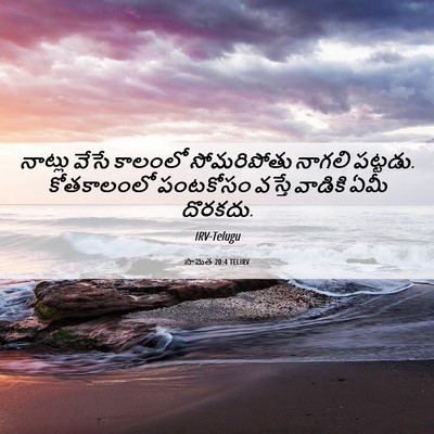 Picture 06 - సామెత 20:4 TELIRV - నాట్లు వేసే - Bible Verse Picture