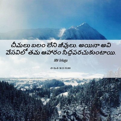 Picture 06 - సామెత 30:25 TELIRV - చీమలు బలం లేని - Bible Verse Picture