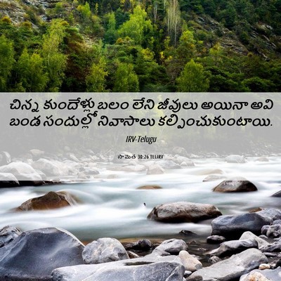 Picture 06 - సామెత 30:26 TELIRV - చిన్న కుందేళ్లు - Bible Verse Picture