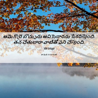 Picture 06 - సామెత 31:13 TELIRV - ఆమె గొర్రె - Bible Verse Picture