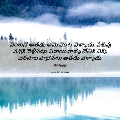 Picture 06 - సామెత 7:22 TELIRV - వెంటనే అతడు ఆమె - Bible Verse Picture