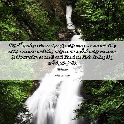 Picture 06 - హగ్గయి 2:19 TELIRV - కొట్లలో ధాన్యం - Bible Verse Picture