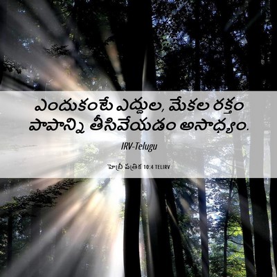 Picture 06 - హెబ్రీ పత్రిక 10:4 TELIRV - ఎందుకంటే ఎద్దుల, - Bible Verse Picture