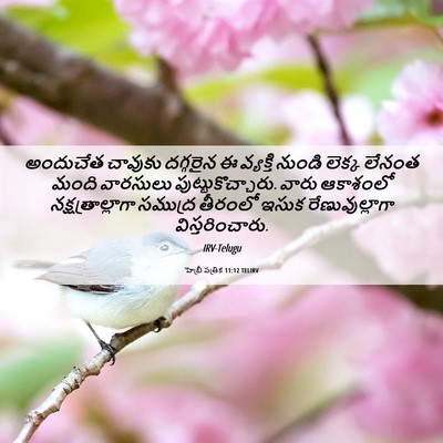 Picture 06 - హెబ్రీ పత్రిక 11:12 TELIRV - అందుచేత చావుకు - Bible Verse Picture
