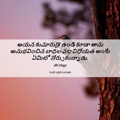 Picture 06 - హెబ్రీ పత్రిక 5:8 TELIRV - ఆయన కుమారుడై ఉండి - Bible Verse Picture