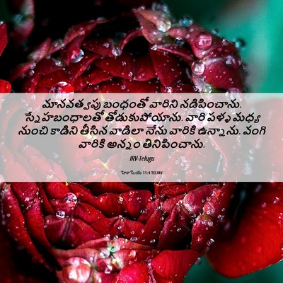 Picture 06 - హోషేయ 11:4 TELIRV - మానవత్వపు బంధంతో - Bible Verse Picture