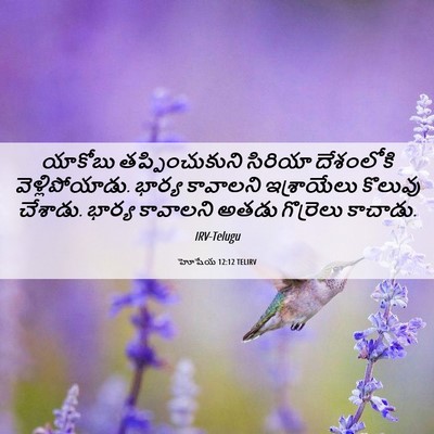 Picture 06 - హోషేయ 12:12 TELIRV - యాకోబు - Bible Verse Picture