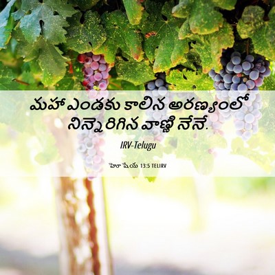 Picture 06 - హోషేయ 13:5 TELIRV - మహా ఎండకు కాలిన - Bible Verse Picture