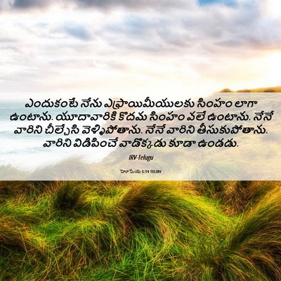 Picture 06 - హోషేయ 5:14 TELIRV - ఎందుకంటే నేను - Bible Verse Picture