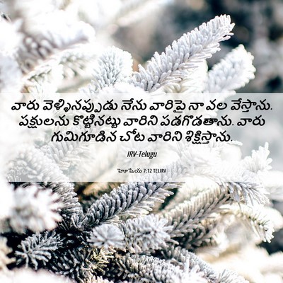 Picture 06 - హోషేయ 7:12 TELIRV - వారు - Bible Verse Picture