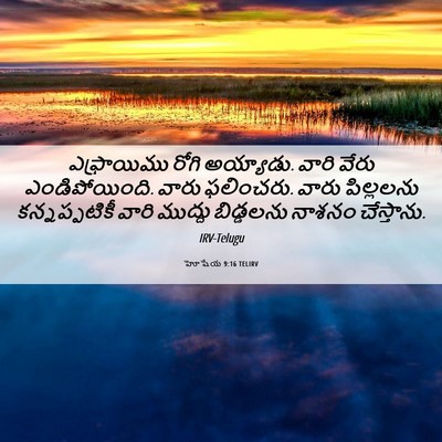 Picture 06 - హోషేయ 9:16 TELIRV - ఎఫ్రాయిము రోగి - Bible Verse Picture