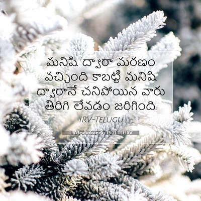 Picture 07 - 1 కొరింథీయులకు 15:21 TELIRV - మనిషి ద్వారా మరణం - Bible Verse Picture