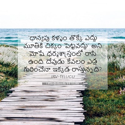 Picture 07 - 1 కొరింథీయులకు 9:9 TELIRV - “ధాన్యపు కళ్ళం - Bible Verse Picture