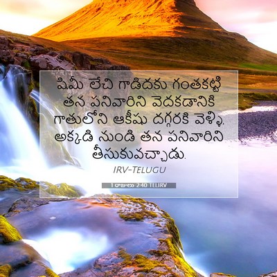 Picture 07 - 1 రాజులు 2:40 TELIRV - షిమీ లేచి గాడిదకు - Bible Verse Picture