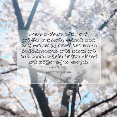 Picture 07 - 1 రాజులు 21:2 TELIRV - అహాబు నాబోతును - Bible Verse Picture