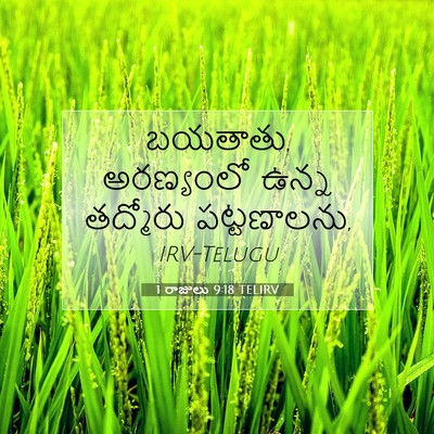 Picture 07 - 1 రాజులు 9:18 TELIRV - బయతాతు, అరణ్యంలో - Bible Verse Picture
