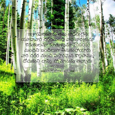 Picture 07 - 2 దినవృత్తాంతాలు 28:8 TELIRV - ఇశ్రాయేలువారు తమ - Bible Verse Picture