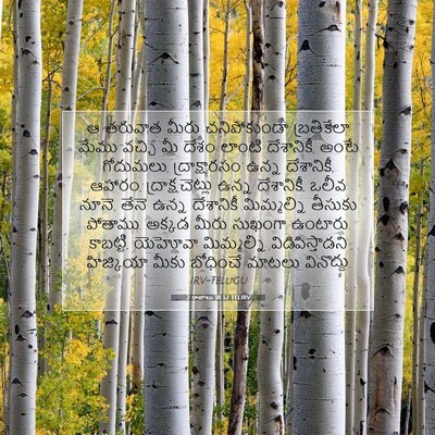 Picture 07 - 2 రాజులు 18:32 TELIRV - ఆ తరువాత మీరు - Bible Verse Picture
