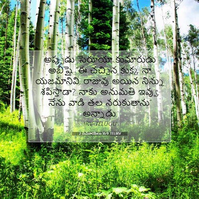 Picture 07 - 2 సమూయేలు 16:9 TELIRV - అప్పుడు సెరూయా - Bible Verse Picture