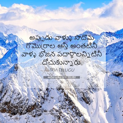 Picture 07 - ఆదికాండం 14:11 TELIRV - అప్పుడు వాళ్ళు - Bible Verse Picture