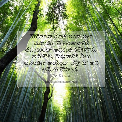 Picture 07 - ఆదికాండం 16:10 TELIRV - యెహోవా దూత ఇంకా - Bible Verse Picture