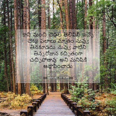 Picture 07 - ఆదికాండం 2:17 TELIRV - కాని, మంచి చెడ్డల - Bible Verse Picture