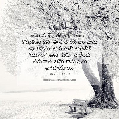 Picture 07 - ఆదికాండం 29:35 TELIRV - ఆమె మళ్ళీ గర్భవతి - Bible Verse Picture