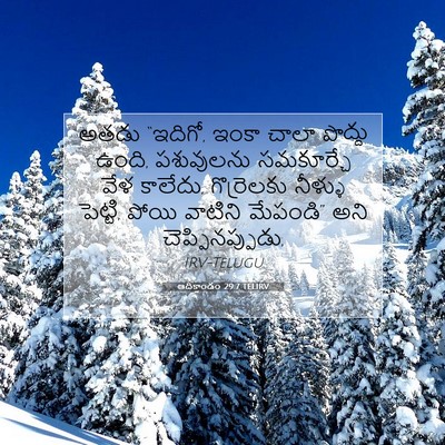 Picture 07 - ఆదికాండం 29:7 TELIRV - అతడు “ఇదిగో, ఇంకా - Bible Verse Picture