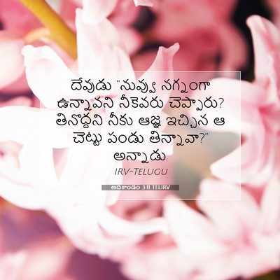 Picture 07 - ఆదికాండం 3:11 TELIRV - దేవుడు “నువ్వు - Bible Verse Picture