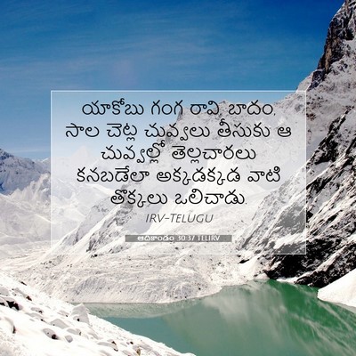 Picture 07 - ఆదికాండం 30:37 TELIRV - యాకోబు గంగ రావి, - Bible Verse Picture