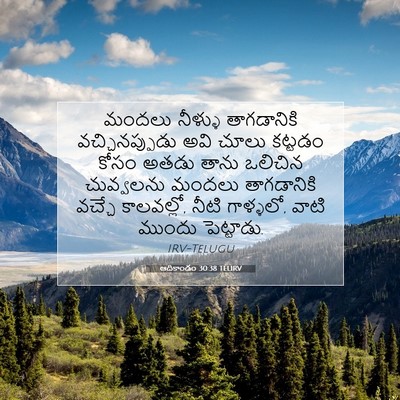 Picture 07 - ఆదికాండం 30:38 TELIRV - మందలు నీళ్ళు - Bible Verse Picture