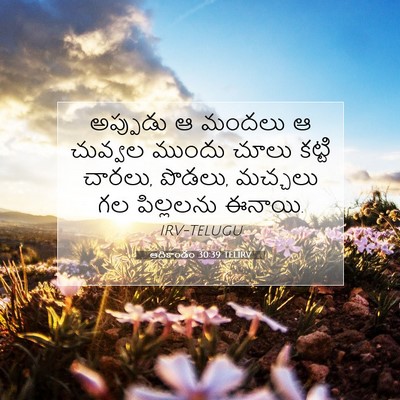 Picture 07 - ఆదికాండం 30:39 TELIRV - అప్పుడు ఆ మందలు ఆ - Bible Verse Picture