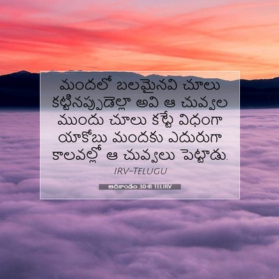Picture 07 - ఆదికాండం 30:41 TELIRV - మందలో బలమైనవి - Bible Verse Picture