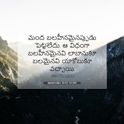 Picture 07 - ఆదికాండం 30:42 TELIRV - మంద - Bible Verse Picture