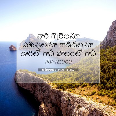Picture 07 - ఆదికాండం 34:28 TELIRV - వారి గొర్రెలనూ - Bible Verse Picture