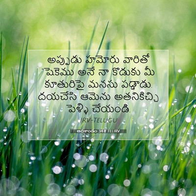 Picture 07 - ఆదికాండం 34:8 TELIRV - అప్పుడు హమోరు - Bible Verse Picture