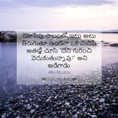 Picture 07 - ఆదికాండం 37:15 TELIRV - యోసేపు పొలంలో ఇటు - Bible Verse Picture
