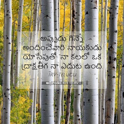 Picture 07 - ఆదికాండం 40:9 TELIRV - అప్పుడు గిన్నె - Bible Verse Picture
