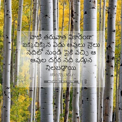 Picture 07 - ఆదికాండం 41:3 TELIRV - వాటి తరువాత - Bible Verse Picture