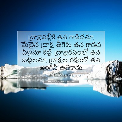 Picture 07 - ఆదికాండం 49:11 TELIRV - ద్రాక్షావల్లికి - Bible Verse Picture