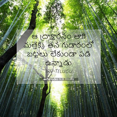 Picture 07 - ఆదికాండం 9:21 TELIRV - ఆ ద్రాక్షారసం - Bible Verse Picture